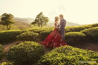绿色茶园婚纱写真图片