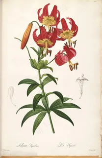 雷杜德原版高清唯美花枝花卉插画