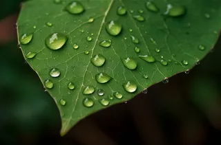 上面有水滴的绿叶摄影图桌面壁纸