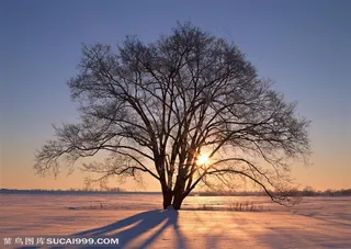 树林树木-阳光照耀着雪地里的大树拉着长长的树影特写