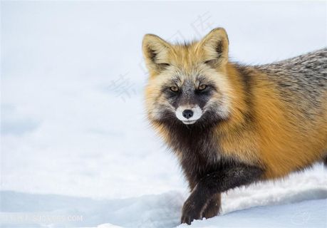 黑毛小狐狸图片动物大全