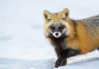 黑毛小狐狸图片动物大全