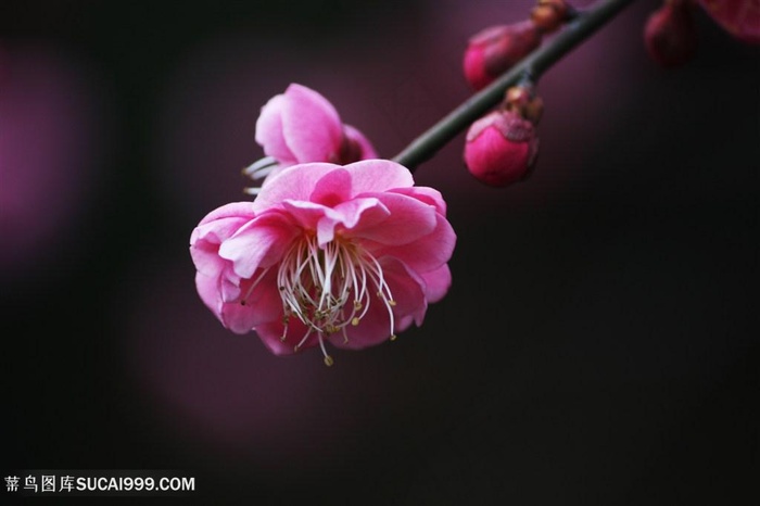 高清唯美特写梅花图片