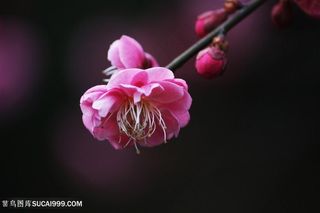 高清唯美特写梅花图片