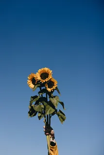 黄色向日葵摄影素材