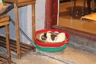 小猫温馨的睡觉画面