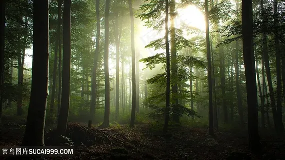 森林大树美景风景画壁纸 森林大树美景风景画壁纸