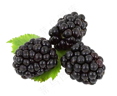 黑莓免抠素材 (24)