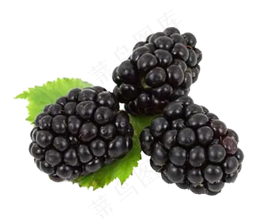 黑莓免抠素材 (24)