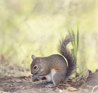可爱松鼠图片 可爱松鼠图片