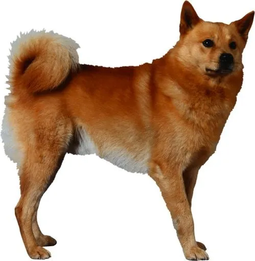 狗 PNG免抠(1998x2046)