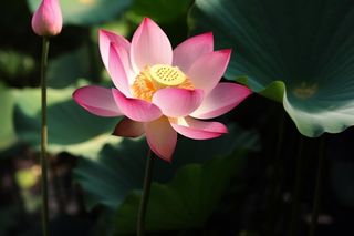 莲花光影暗黑摄影图