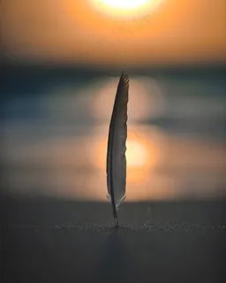 黄昏意境非主流羽毛图片