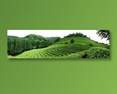茶山茶园大自然风景高清图片