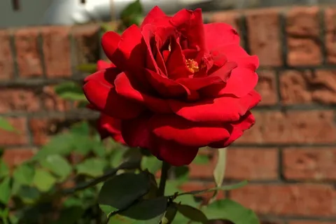 漂亮红玫瑰花朵图片 漂亮红玫瑰花朵图片