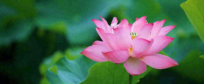 夏天荷花荷花池荷叶，处暑小暑大暑夏至立夏摄影图(1712x704)