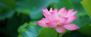 夏天荷花荷花池荷叶，处暑小暑大暑夏至立夏摄影图