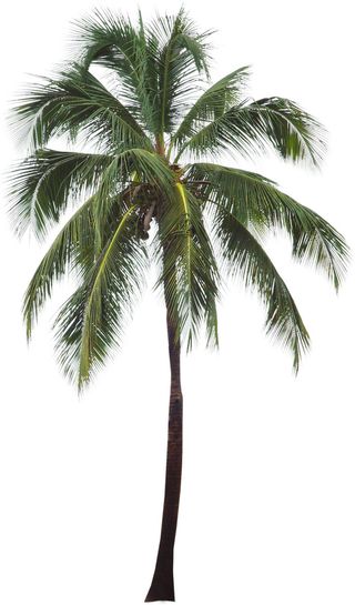 高清树木素材 免抠PSD植物素材 美术绘画园林贴图 树草灌木花草