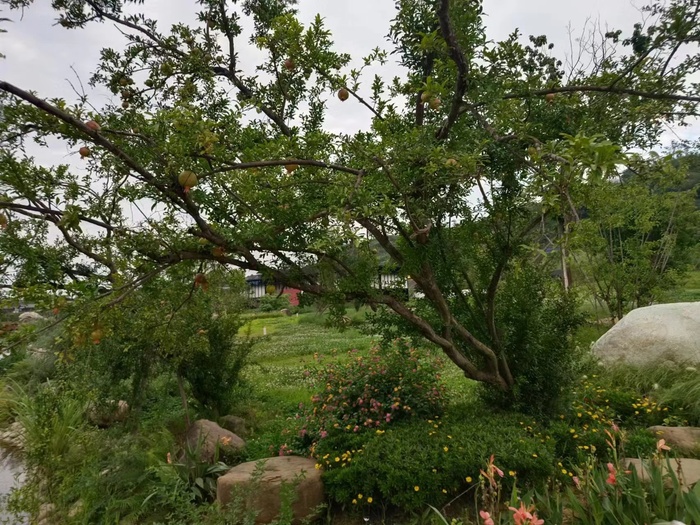 石榴树清新风高清图