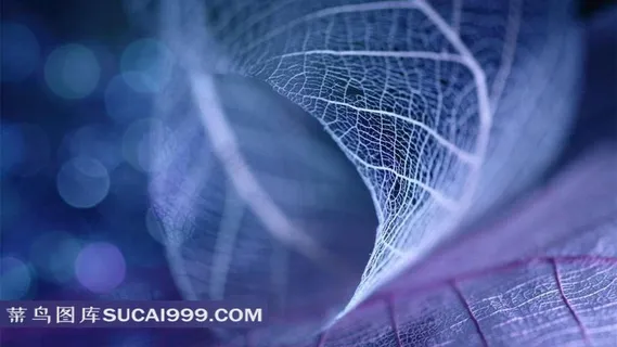 幻彩透明树叶高清图