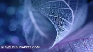 幻彩透明树叶高清图