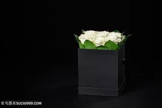 唯美高清白色玫瑰花束鲜花摄影图片