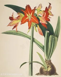 浪漫唯美高清水彩花卉素材