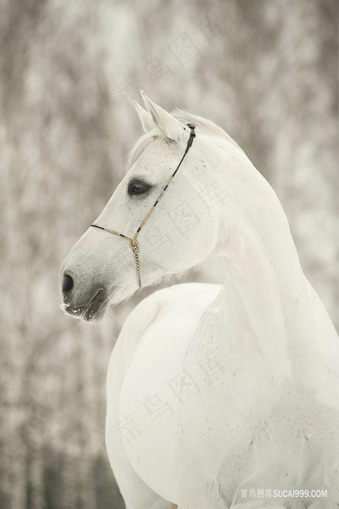 白色骏马高清图片