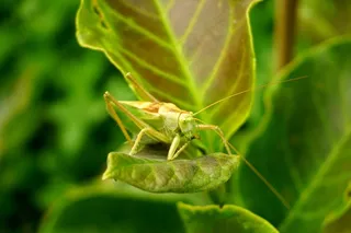 绿叶上的蚱蜢图片