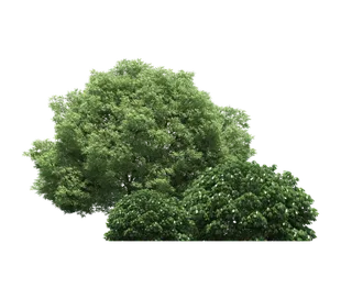 树木树枝树叶免扣素材