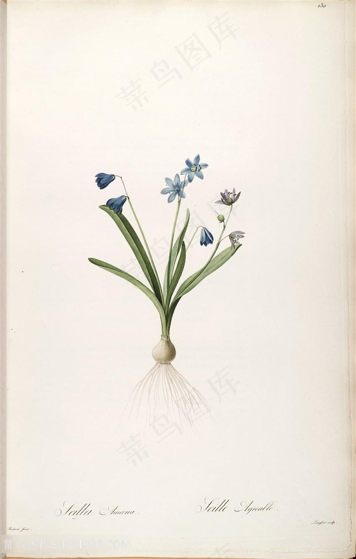 雷杜德原版高清唯美紫色花卉花草图谱