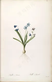 雷杜德原版高清唯美紫色花卉花草图谱 雷杜德原版高清唯美紫色花卉花草图谱