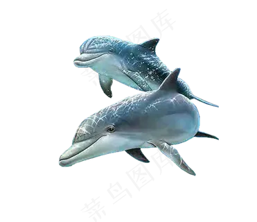 动物海豚可爱海洋生物