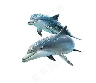 动物海豚可爱海洋生物