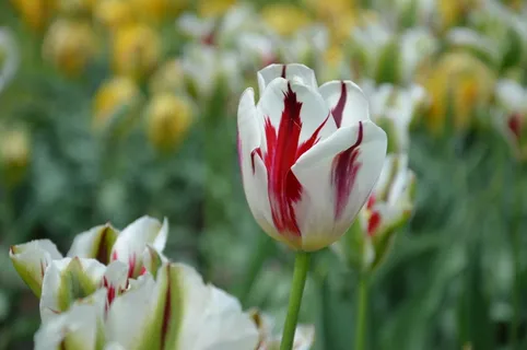 郁金香花桌面壁纸图片 郁金香花桌面壁纸图片