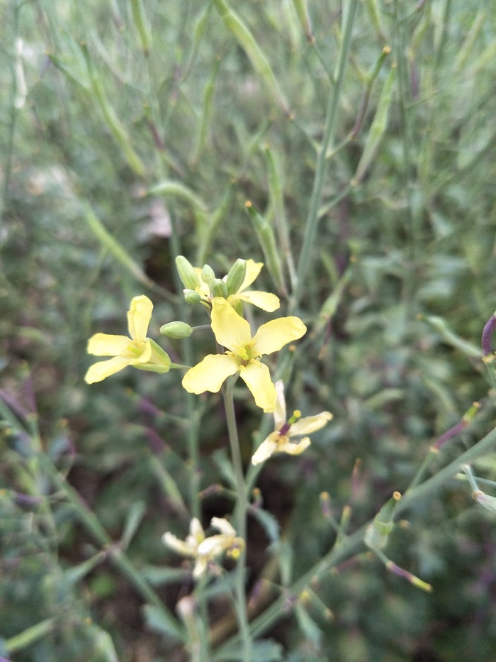 可爱的小黄花
