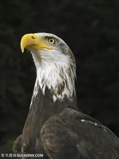 动物世界-昂首挺胸的秃鹰