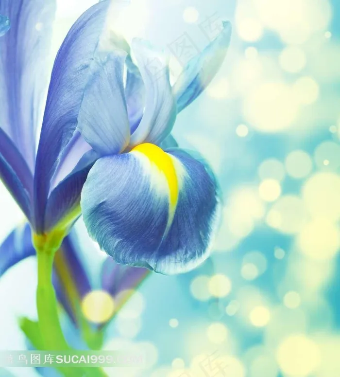 梦幻唯美鸢尾花鲜花图片