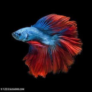 美丽热带鱼特写高清图片