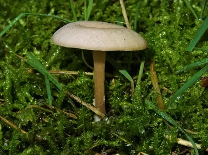 小朵白蘑菇图片 小朵白蘑菇图片