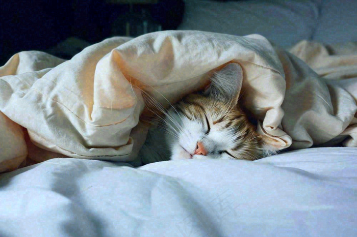 被窝里睡觉的猫猫，可爱的动物摄影图(1344x896)
