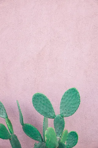 绿色仙人掌仙人球摄影素材