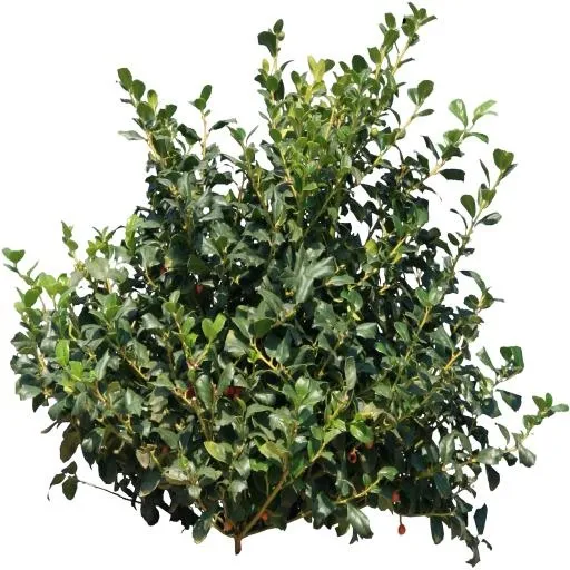 布什 PNG免抠(1024x1024)