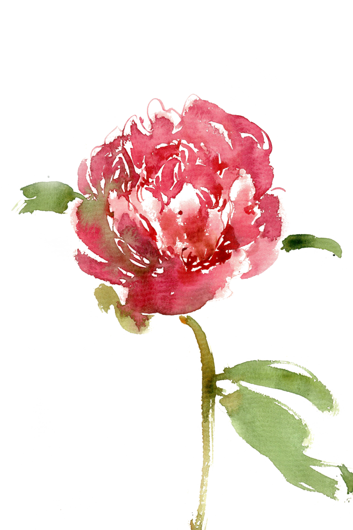 红色的牡丹花