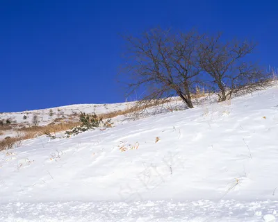日本雪景风光图片 日本雪景风光图片