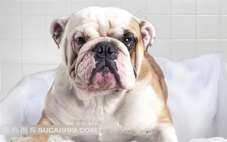 浴盆里爬着的小狗素材