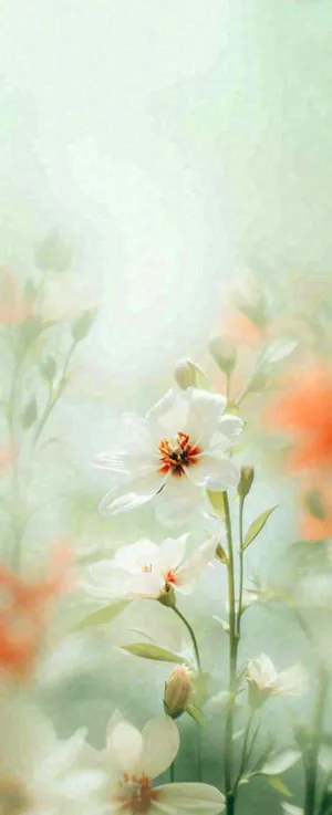 白色清新花朵朦胧唯美意境，鲜花摄影图