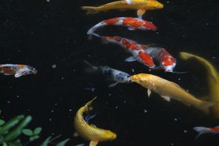 穿梭游戈的鲤鱼素材