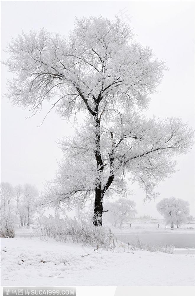 雾松叠雪-2