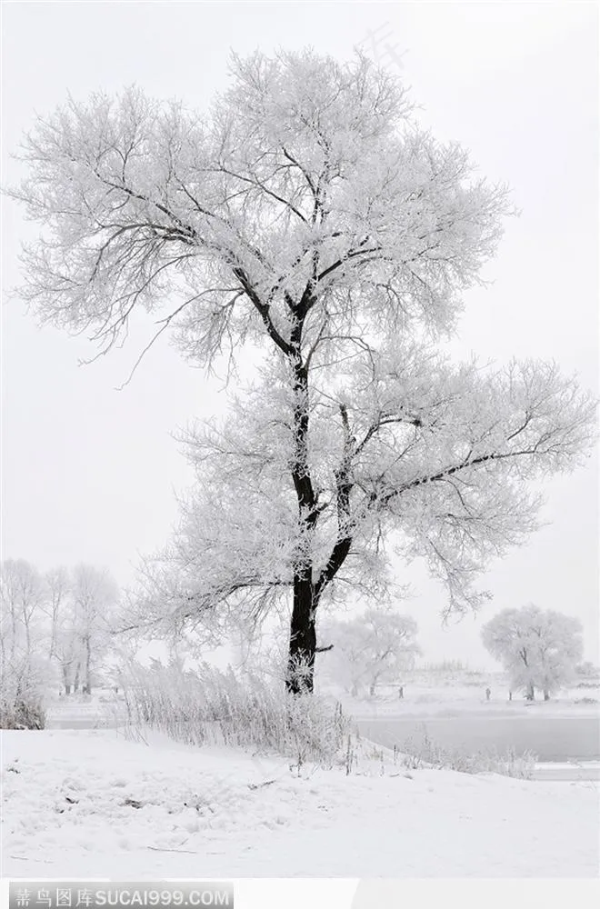 雾松叠雪-2
